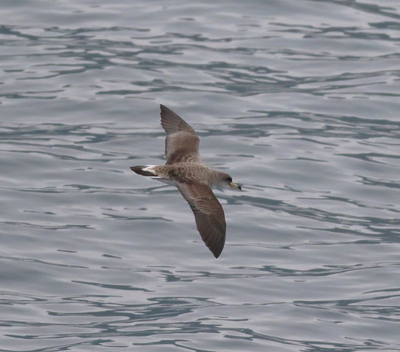 Scopolis Shearwater (Calonectris diomedea)