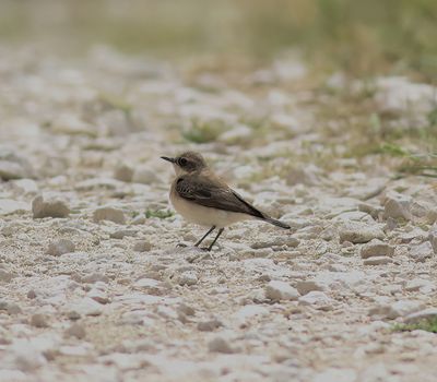 Eastern Black-eared Wheatear (Oenanthe melanoleuca)
