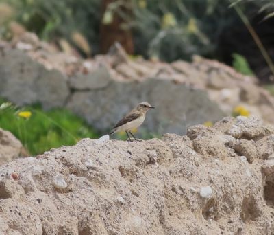 Eastern Black-eared Wheatear (Oenanthe melanoleuca)