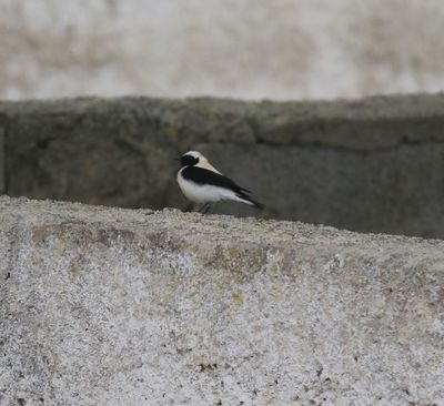 Eastern Black-eared Wheatear (Oenanthe melanoleuca)