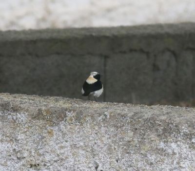 Eastern Black-eared Wheatear (Oenanthe melanoleuca)