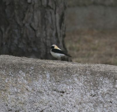 Eastern Black-eared Wheatear (Oenanthe melanoleuca)