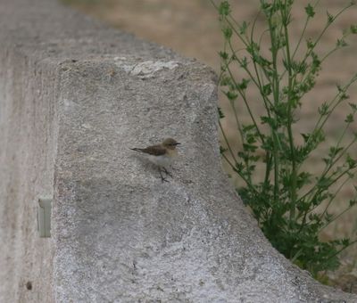 Eastern Black-eared Wheatear (Oenanthe melanoleuca)