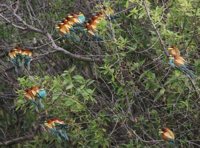 Bee-eater (Merops apiaster)