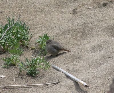 Black Redstart (Phoenicurus ochruros)