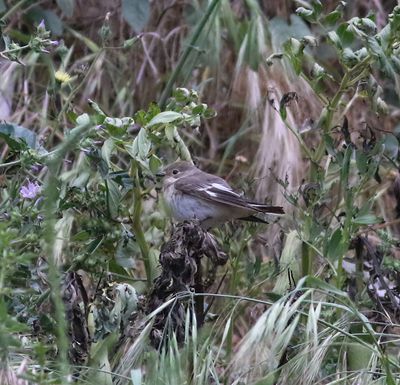 Collared Flycatcher (Ficedula albicollis)