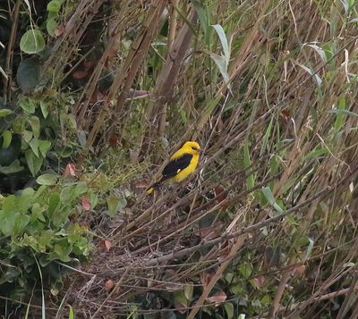 Golden Oriole (Oriolus oriolus)