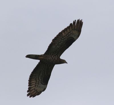 Honey Buzzard (Pernis apivorus)