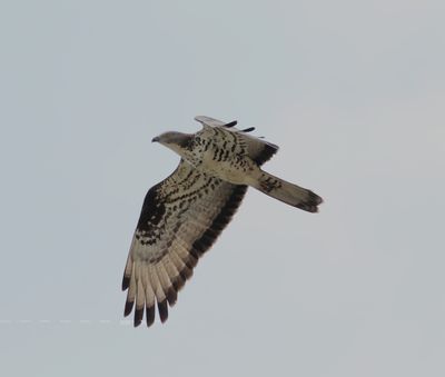 Honey Buzzard (Pernis apivorus)