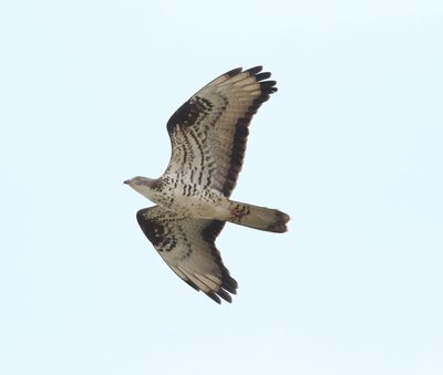 Honey Buzzard (Pernis apivorus)