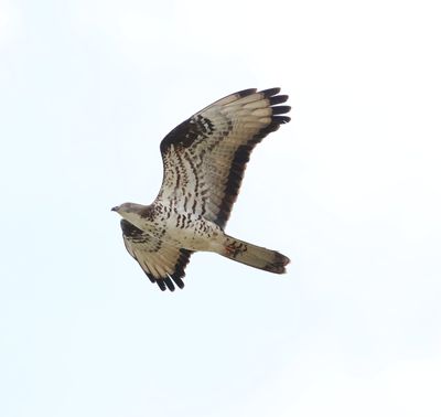 Honey Buzzard (Pernis apivorus)