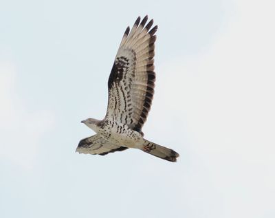 Honey Buzzard (Pernis apivorus)