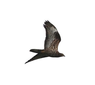 Honey Buzzard (Pernis apivorus)