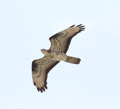 Honey Buzzard (Pernis apivorus)