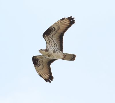 Honey Buzzard (Pernis apivorus)