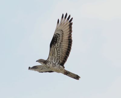 Honey Buzzard (Pernis apivorus)