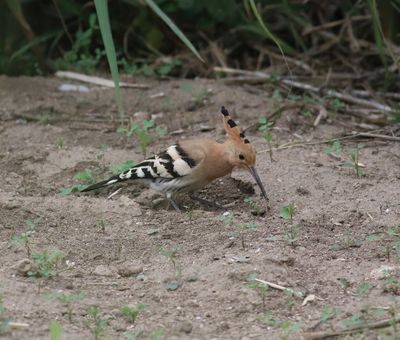 Hoopoe (Upupa epops)