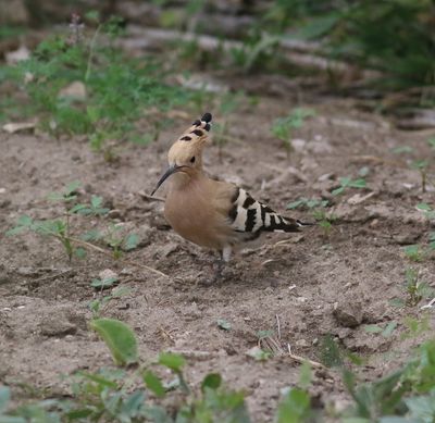 Hoopoe (Upupa epops)