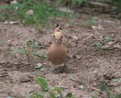 Hoopoe (Upupa epops)
