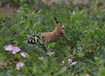 Hoopoe (Upupa epops)
