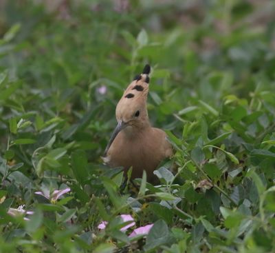 Hoopoe (Upupa epops)