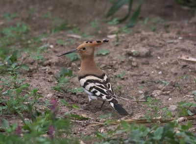 Hoopoe (Upupa epops)