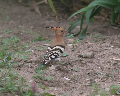 Hoopoe (Upupa epops)
