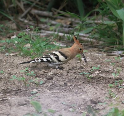 Hoopoe (Upupa epops)