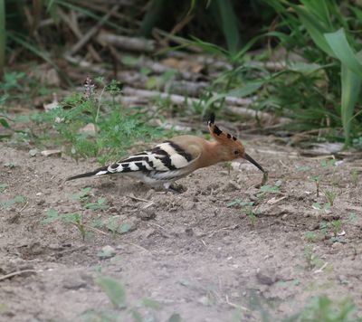Hoopoe (Upupa epops)