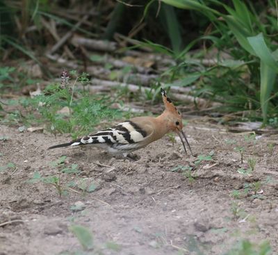 Hoopoe (Upupa epops)