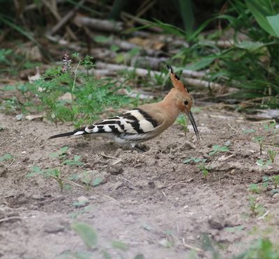 Hoopoe (Upupa epops)