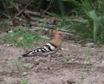 Hoopoe (Upupa epops)