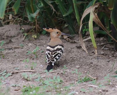Hoopoe (Upupa epops)