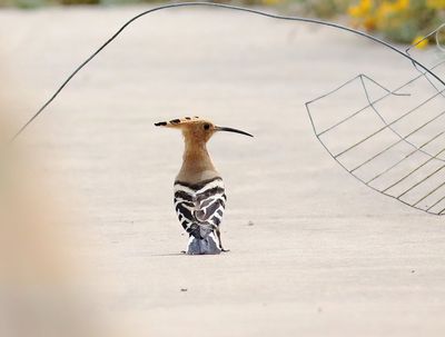 Hoopoe (Upupa epops)