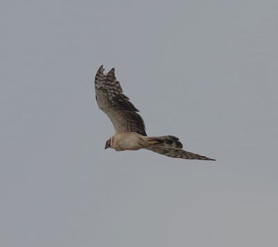 Pallid Harrier (Circus macrourus)