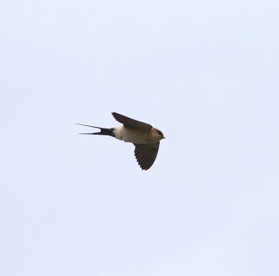 Red-rumped Swallow (Cecropis daurica)