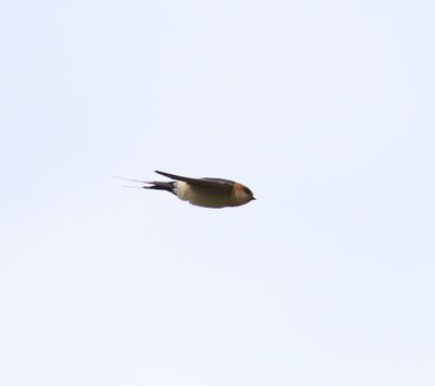 Red-rumped Swallow (Cecropis daurica)