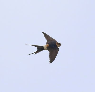 Red-rumped Swallow (Cecropis daurica)