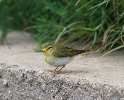 Wood Warbler (Phylloscopus sibilatrix)
