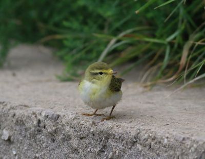 Wood Warbler (Phylloscopus sibilatrix)