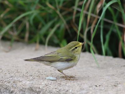 Wood Warbler (Phylloscopus sibilatrix)