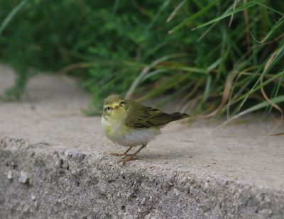 Wood Warbler (Phylloscopus sibilatrix)