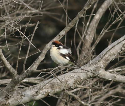 Woodchat Shrike (Lanius senator)