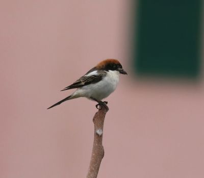 Woodchat Shrike (Lanius senator)