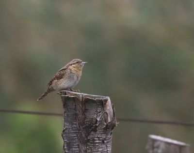 Wryneck (Jynx torquilla)