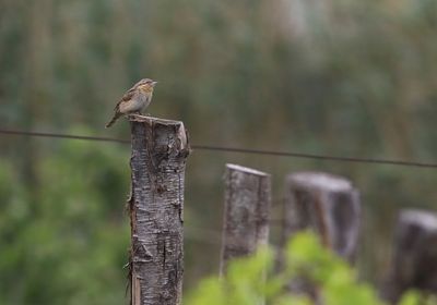 Wryneck (Jynx torquilla)