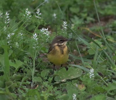 Yellow Wagtail (Motacilla flava)