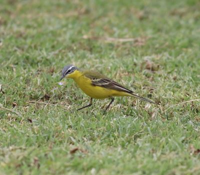 Blue-headed Wagtail (Motacilla flava flava)