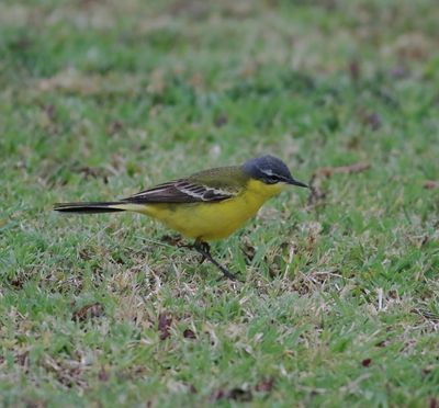 Yellow Wagtail (Motacilla flava dombrowski)