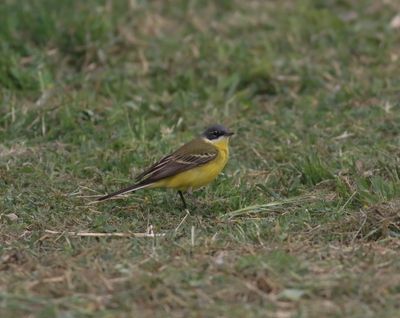Yellow Wagtail (Motacilla flava dombrowski)